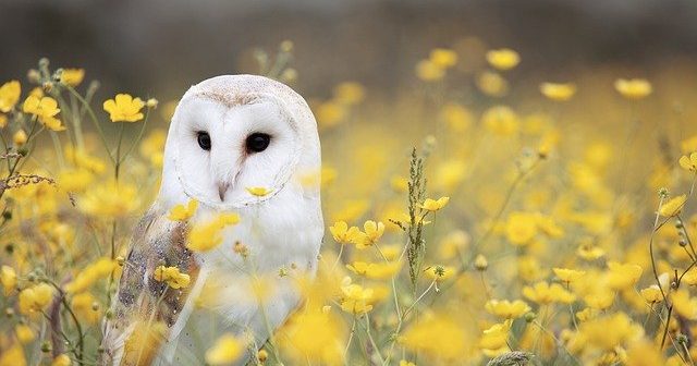 gambar burung hantu warna putih bertengger dekat bunga