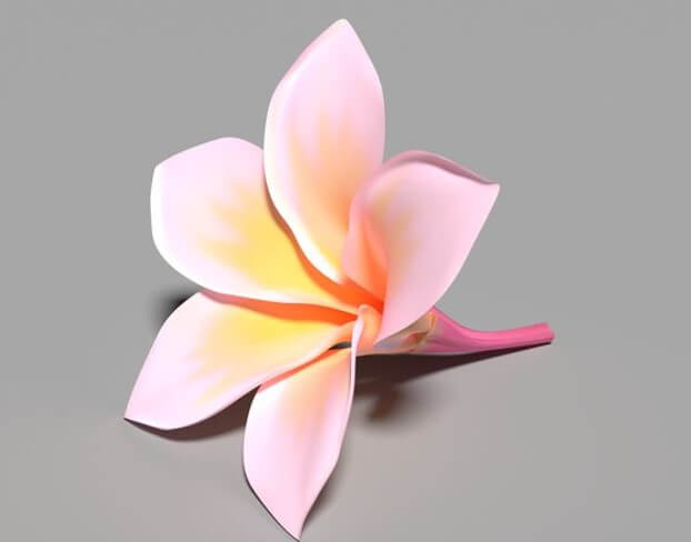 gambar bunga kamboja