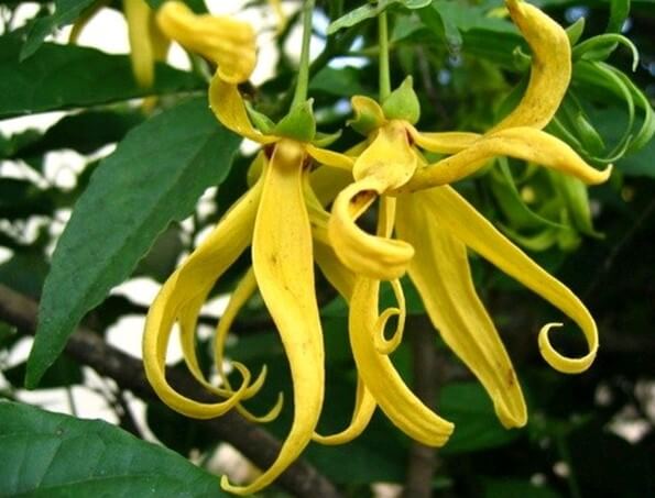 gambar bunga kenanga