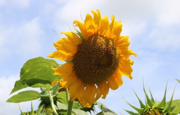 gambar bunga matahari