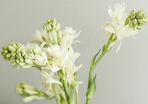 gambar bunga sedap malam