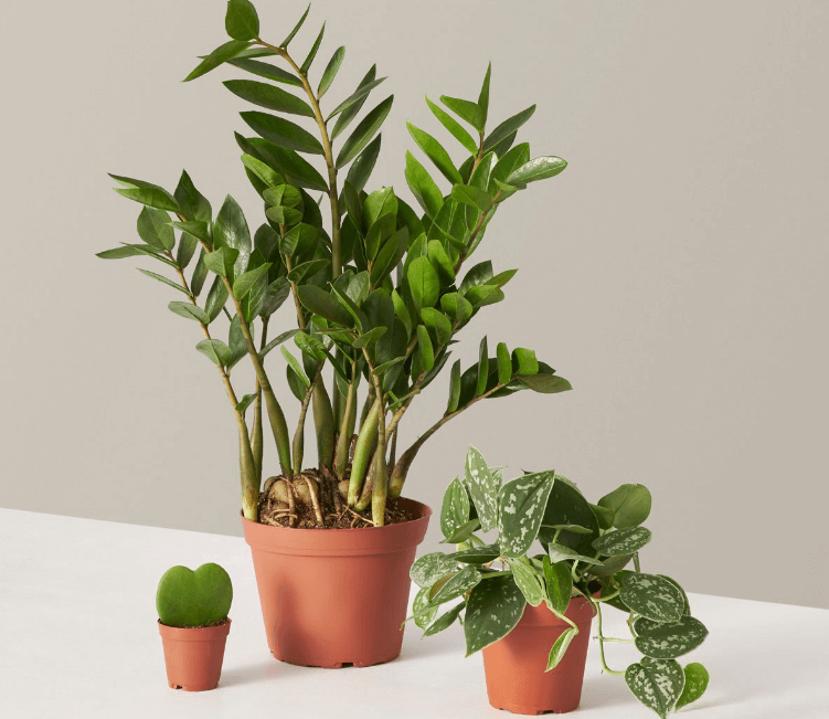 Kado untuk Orang Tua