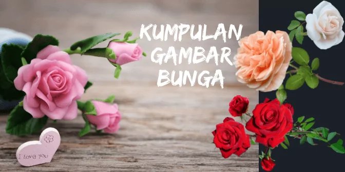 kumpulan gambar bunga