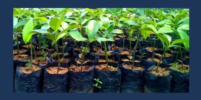 souvenir pernikahan mewah