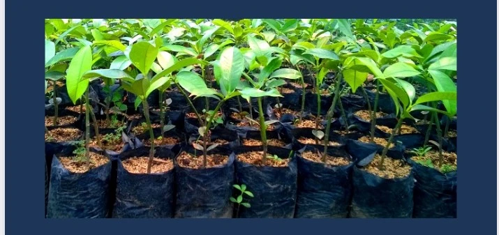 souvenir pernikahan mewah