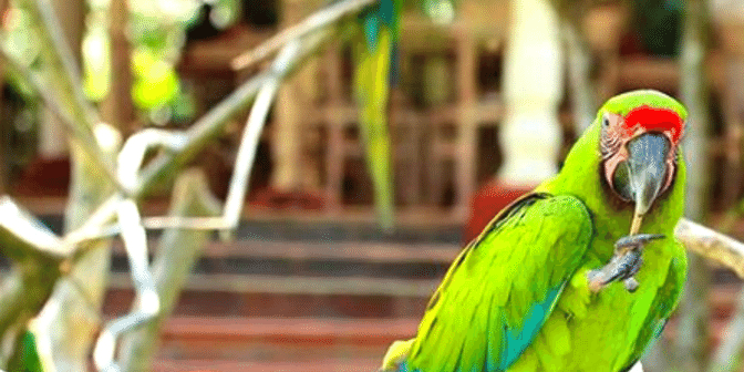 Kebun Binatang di Bali