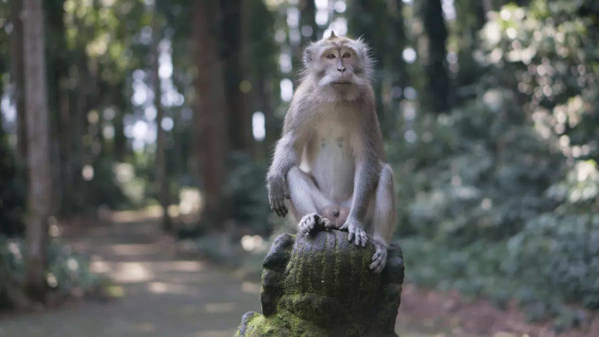 sangeh bali favorite tour places in bali