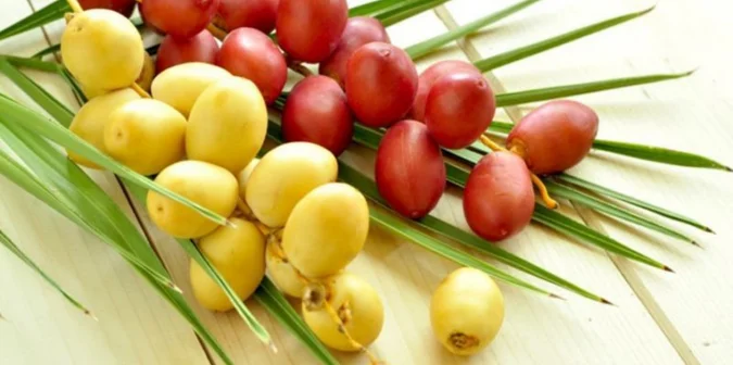 kurma muda untuk promil