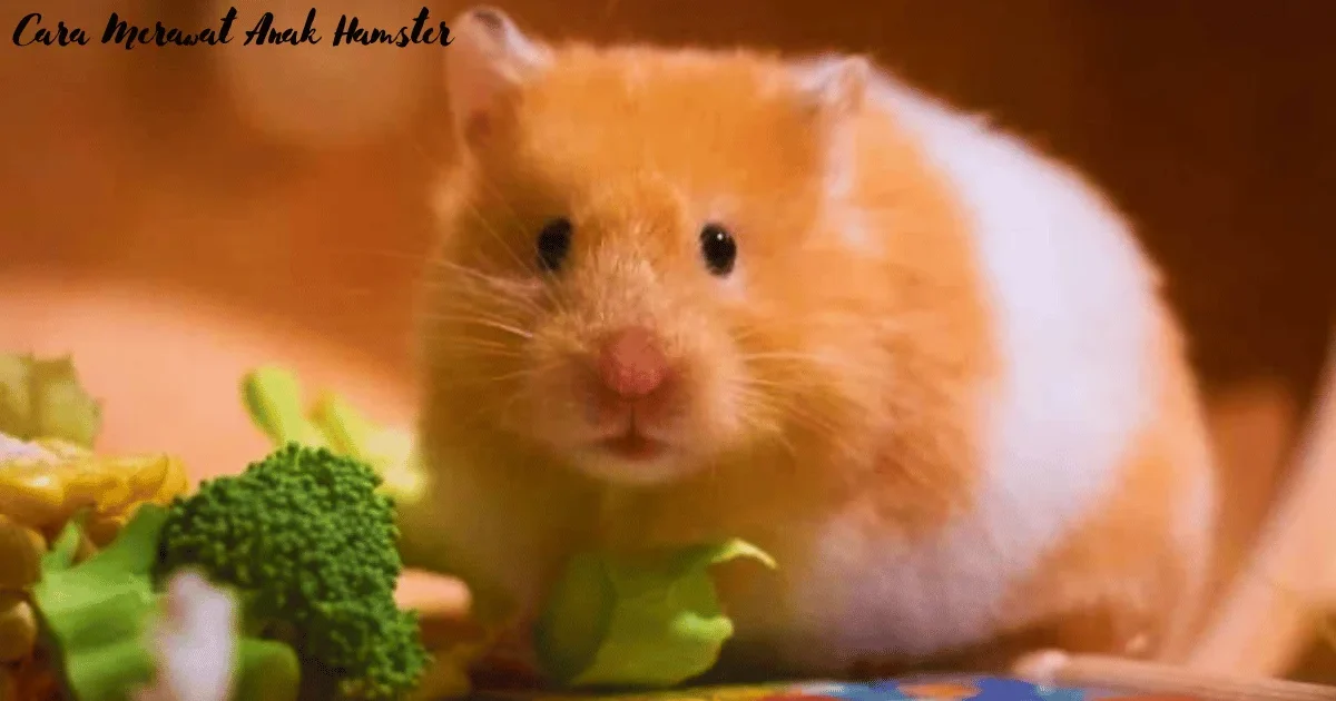 Cara Merawat Anak Hamster