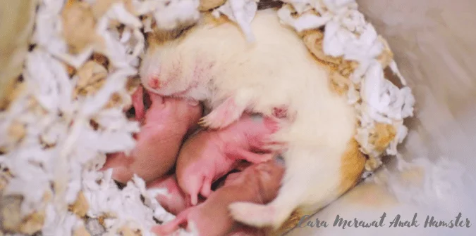 Cara Merawat Anak Hamster