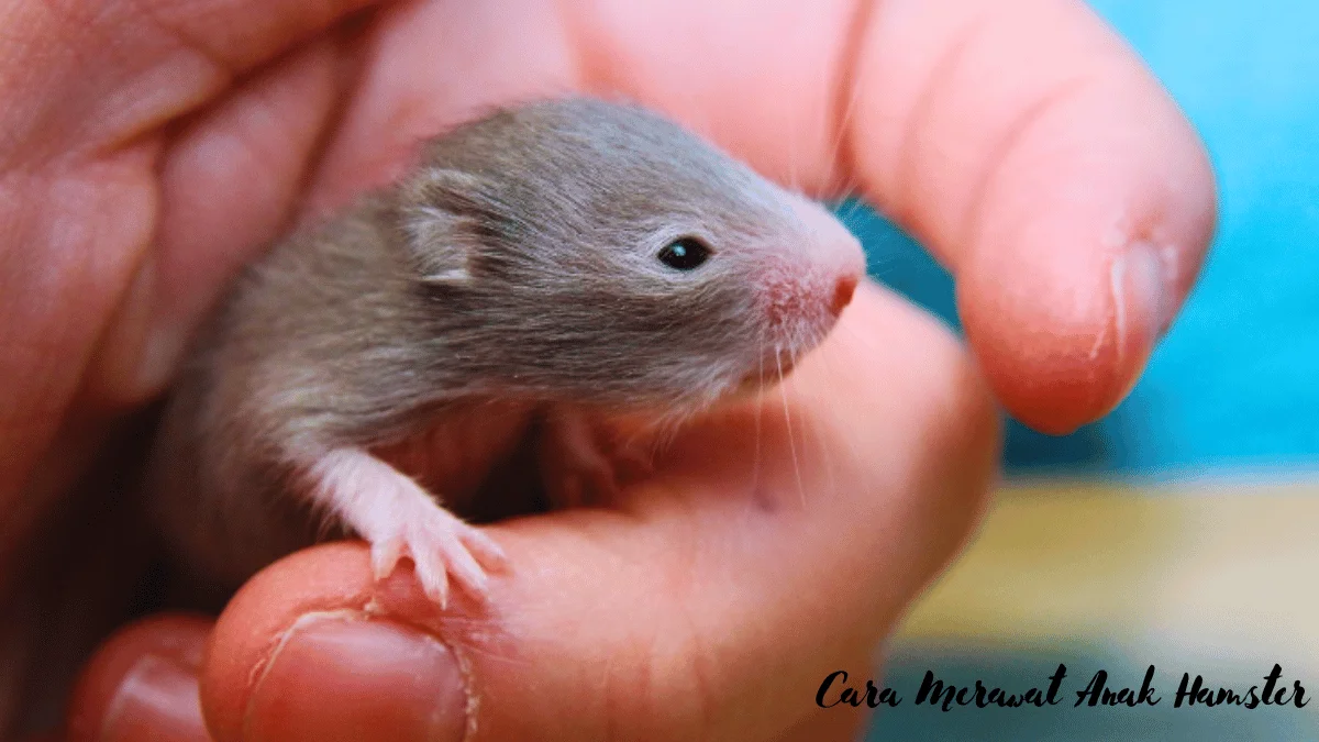 Cara Merawat Anak Hamster