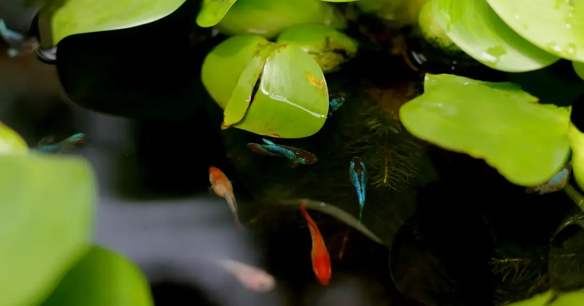 Ide Usaha Rumahan Kreatif