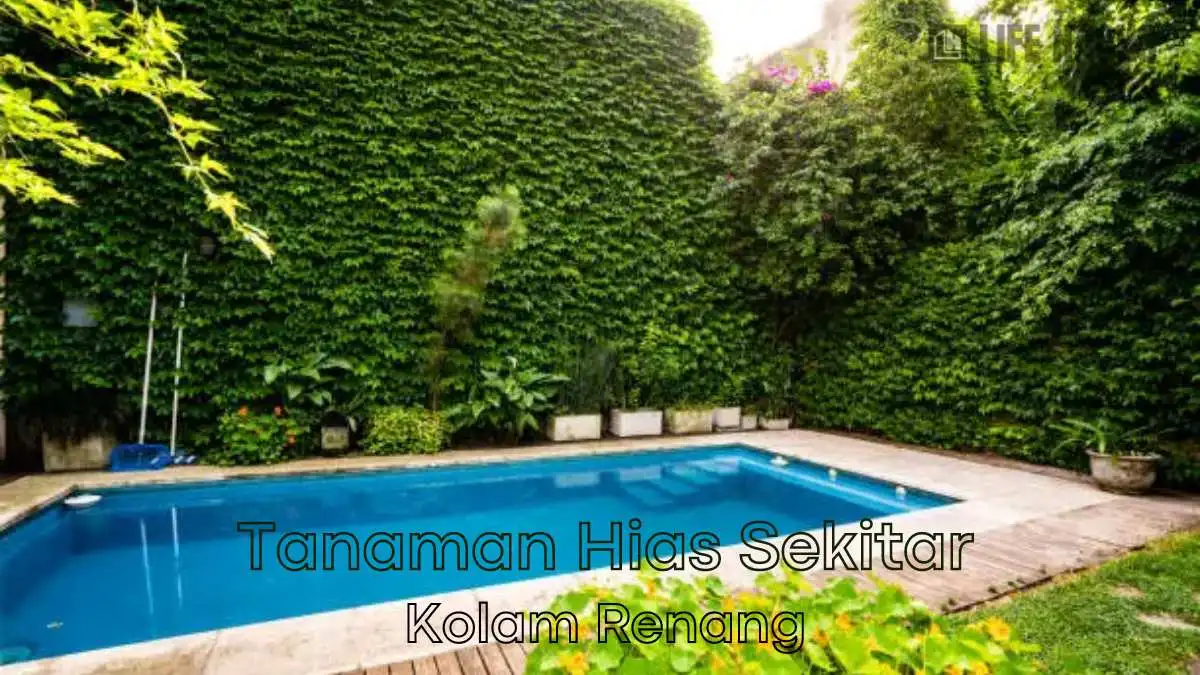 tanaman hias pinggir kolam renang